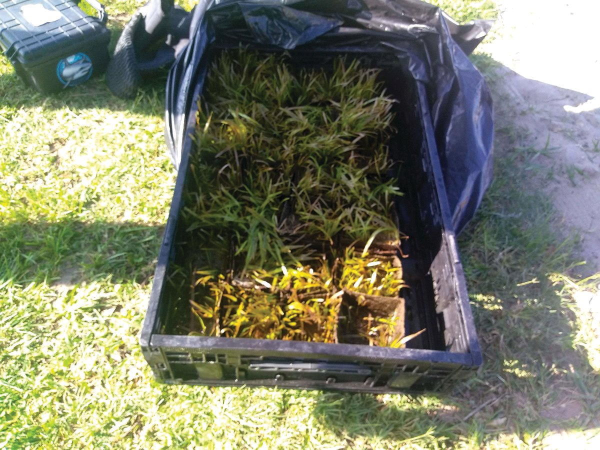 Eelgrass plants prepped for planting in Lake Trafford.